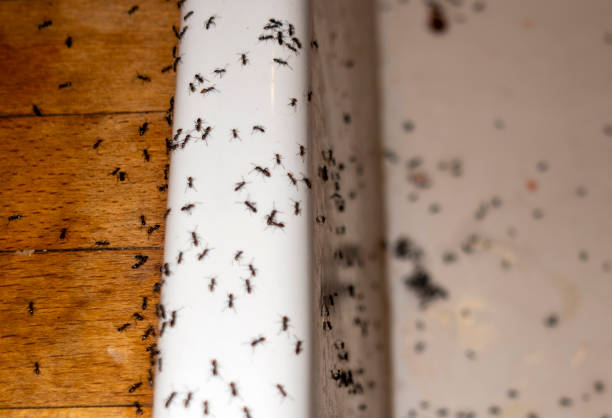 Professional Pest Control in Cloverdale, IN